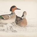 Green-winged teal