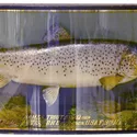  J Cooper and Sons fish taxidermy
