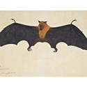 Great Indian Fruit Bat or Flying Fox