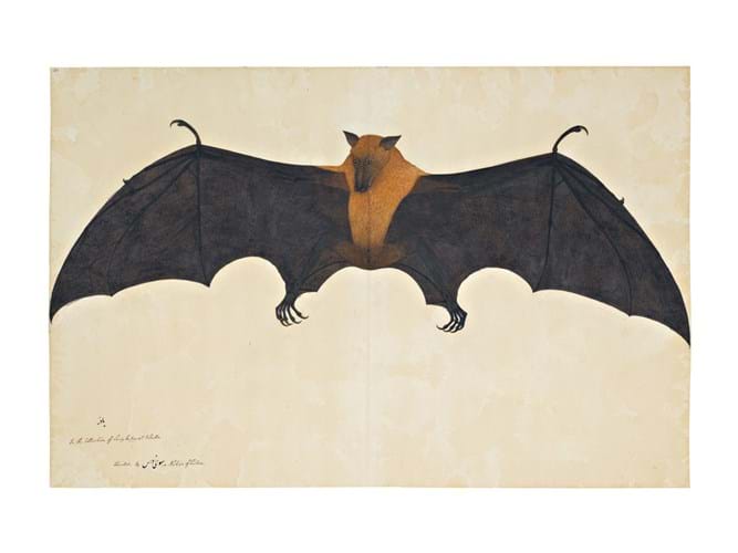 Great Indian Fruit Bat or Flying Fox