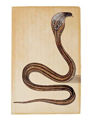 A Cobra De Capello