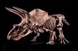 Triceratops dinosaur skeleton