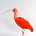 Scarlet ibis stolen in taxidermy raid