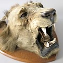 Lion head taxidermy stolen from Alexis Turner