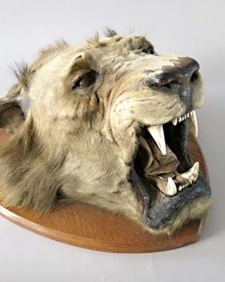 Lion head taxidermy stolen from Alexis Turner