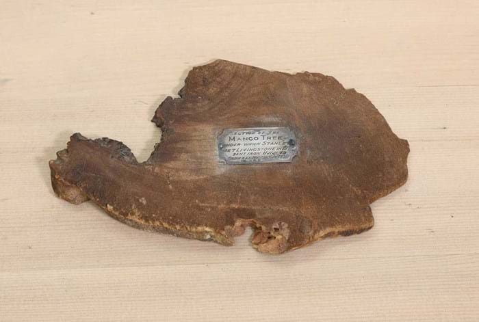 Stanley and Livingstone tree fragment