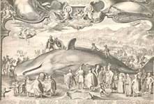 17th century Dutch print of a beached whale emerges at Surrey auction