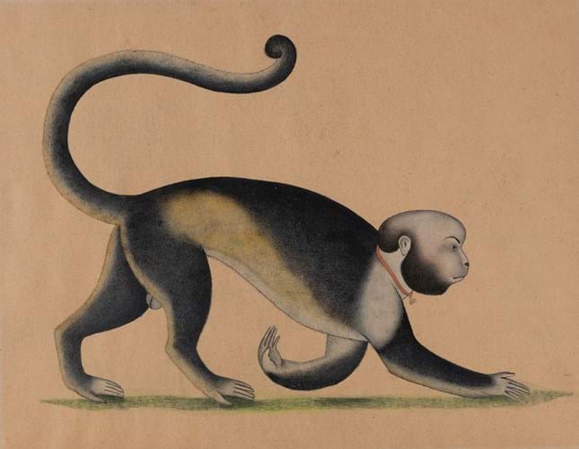 Company School painting of a monkey