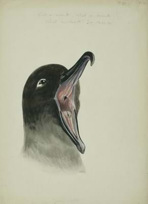 Dr Edward Adrian Wilson - Light-mantled sooty albatross.jpg