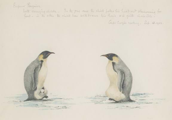 Dr Edward Adrian Wilson Emperor Penguins, Cape Crozier Rookery.jpg