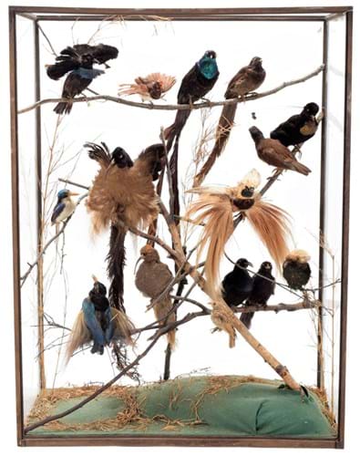 Victorian taxidermy birds