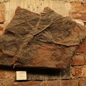 Crinoid fossil from Tekserve 