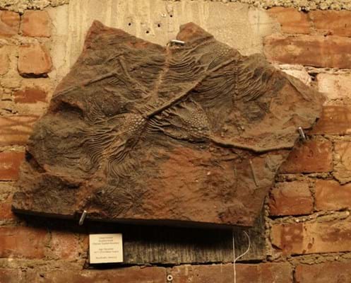 Crinoid fossil from Tekserve 