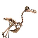 A rare 95 per cent complete dodo skeleton