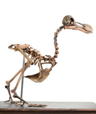 A rare 95 per cent complete dodo skeleton
