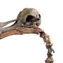 A rare dodo skeleton
