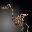 A rare dodo skeleton