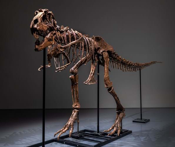Gorgosaurus skeleton