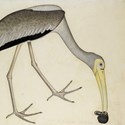 Shaykh Zayn al Din watercolour of a stork