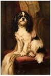 Buy a spaniel from your armchair