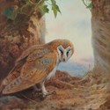 Barn Owl by Archibald Thorburn