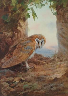 Barn Owl by Archibald Thorburn