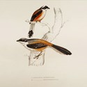 John Gould's Birds from the Himalaya Mountains