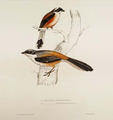 John Gould's Birds from the Himalaya Mountains