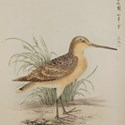 Lithograph from Birds of Japan
