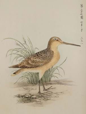 Lithograph from Birds of Japan