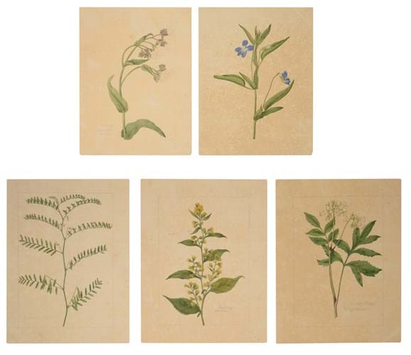 Five Botanicals