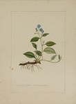 Curtis botanical works blossom at auction