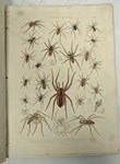 Webs of intrigue from spiders and a controversial cleric