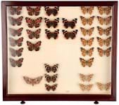 Butterflies create a bit of a flutter in the saleroom
