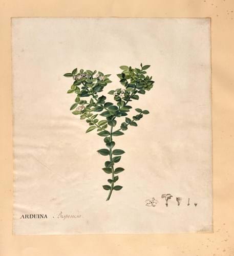 Botanical watercolour