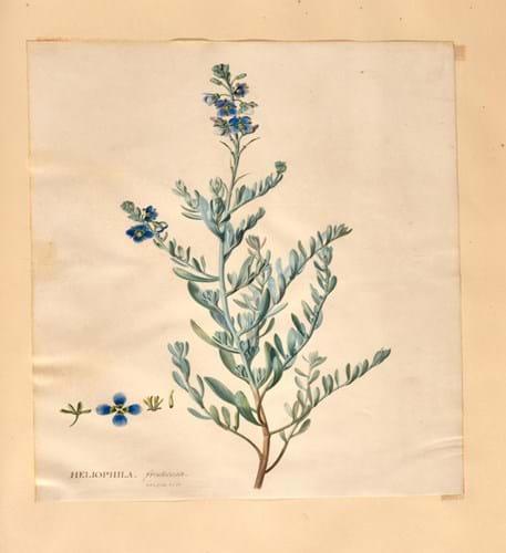 Botanical watercolour