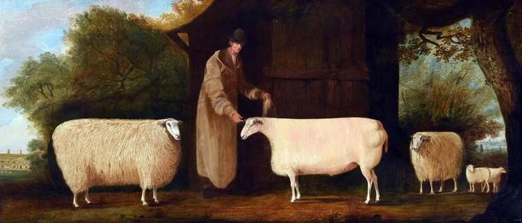Shepherd and sheep picture