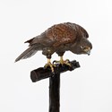Bronze hawk