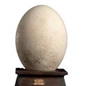 Elephant bird egg