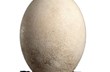Elephant bird egg