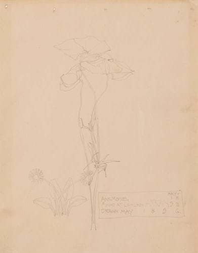 Charles Rennie Mackintosh drawing