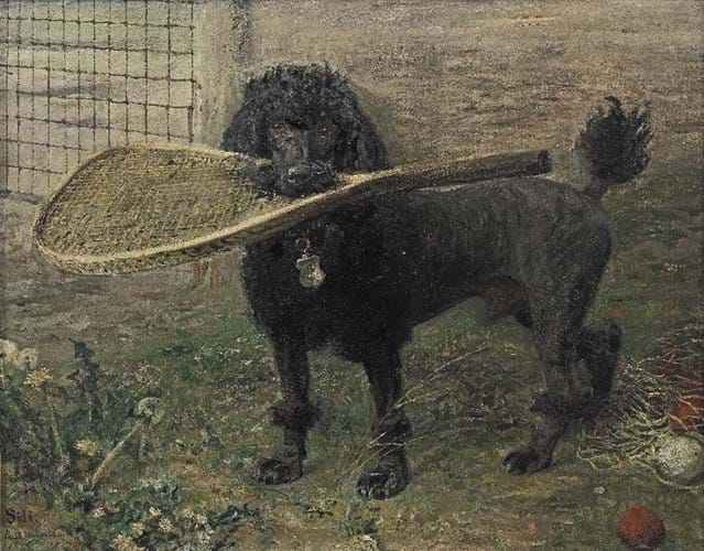 portrait of a poodle